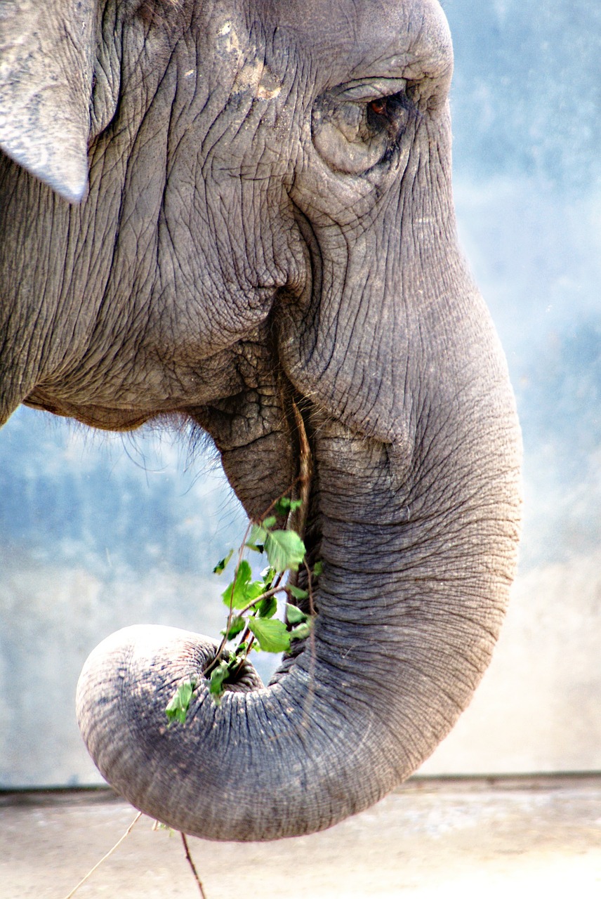 elephant pachyderm old free photo