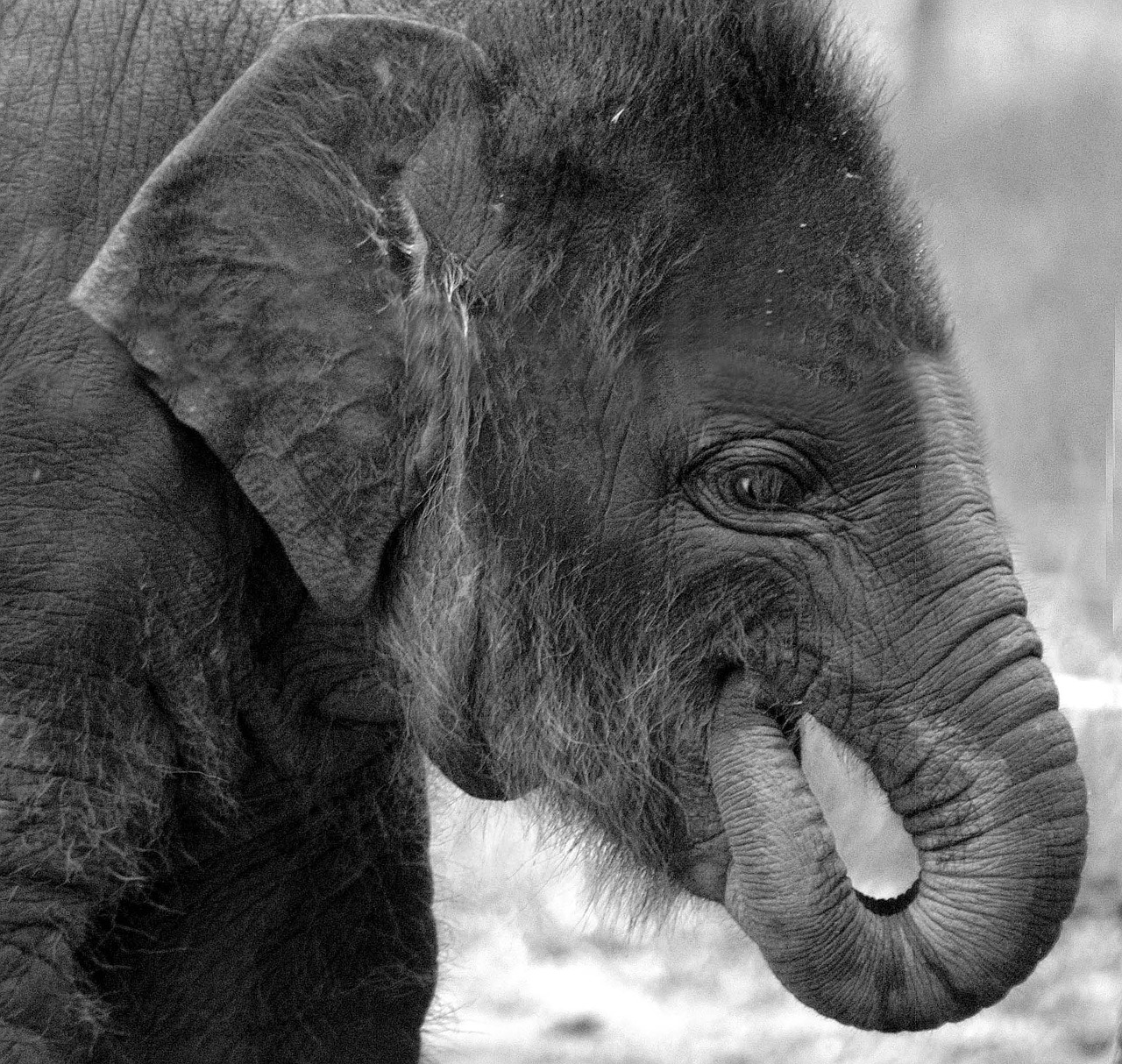 elephant animals wildlife free photo