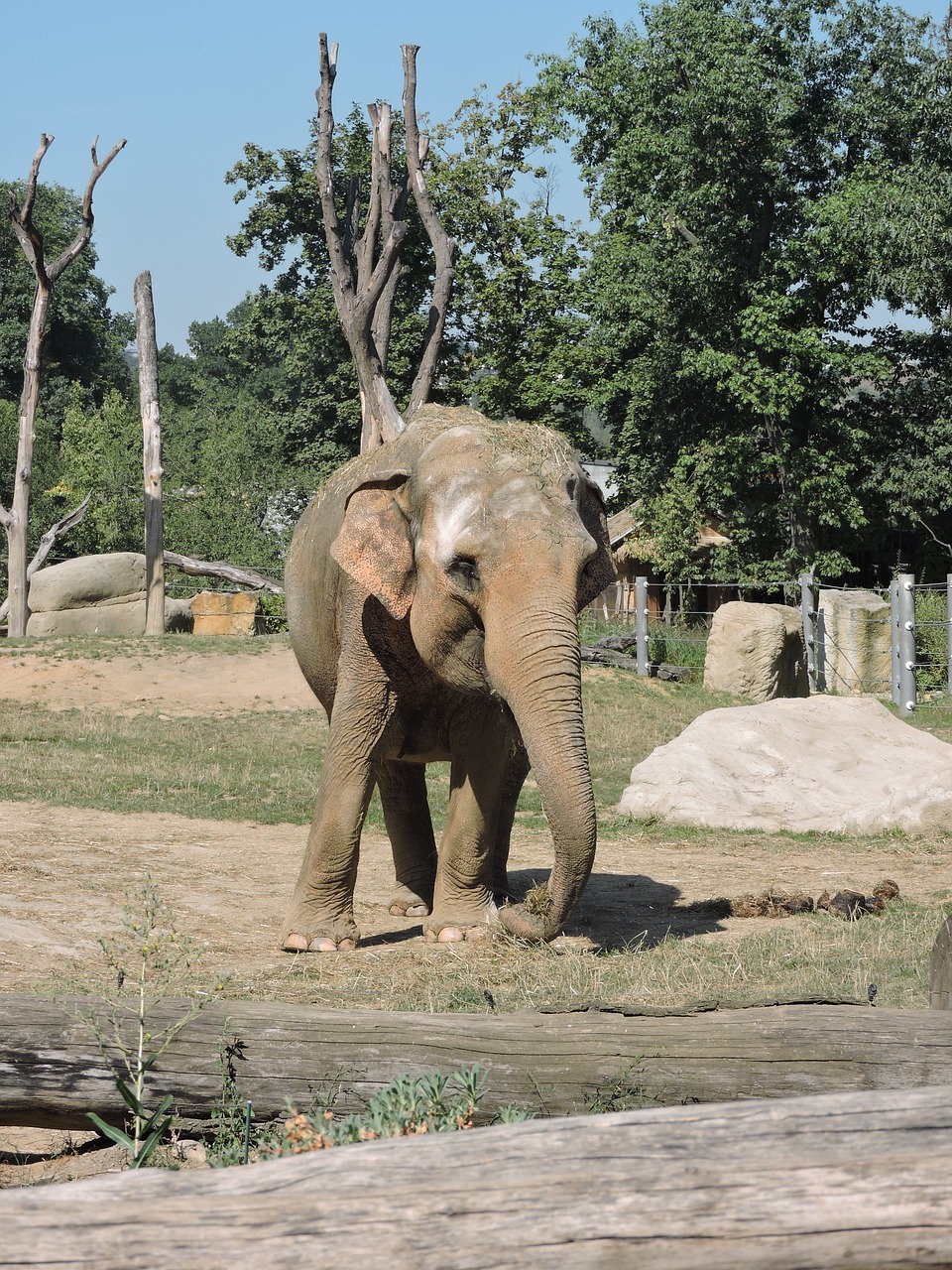 elephant old zoo free photo