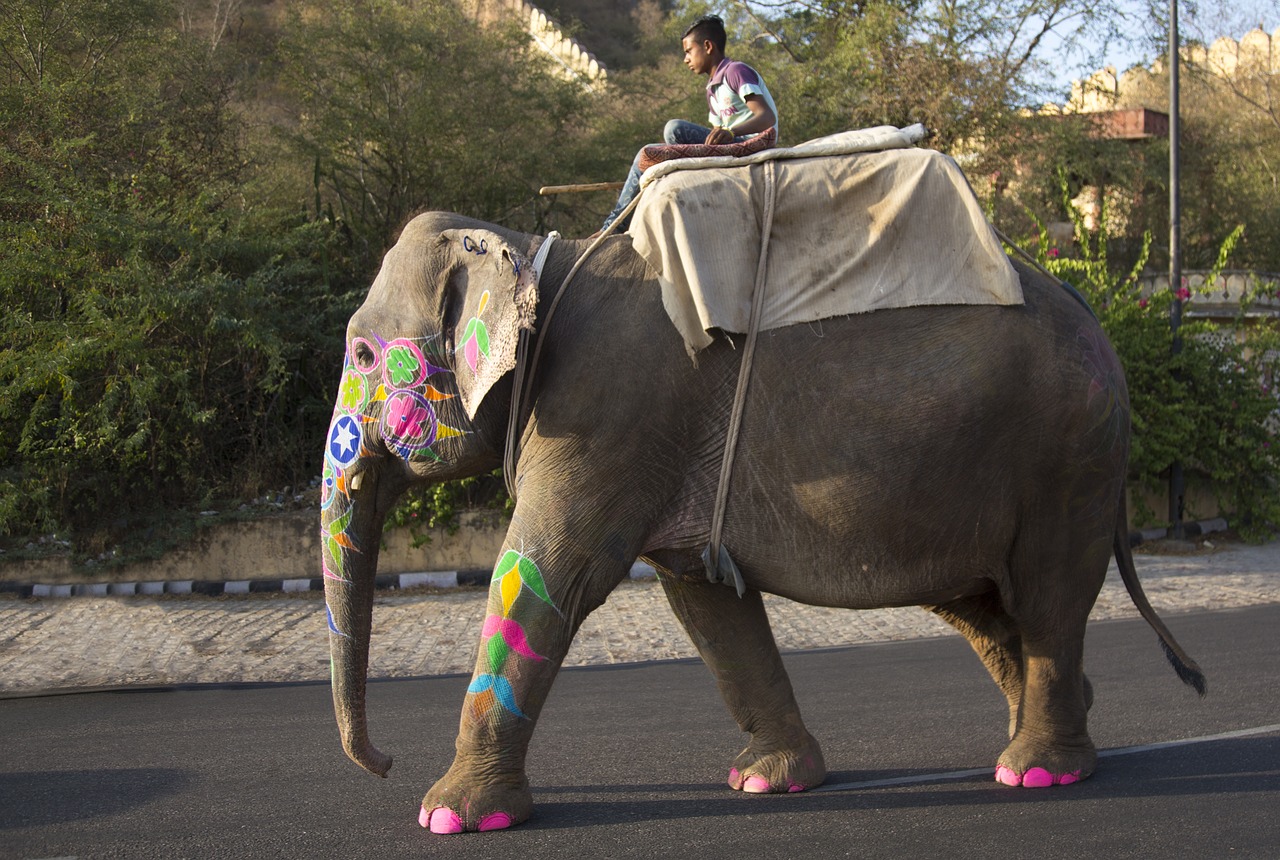 elephant festival mahout free photo