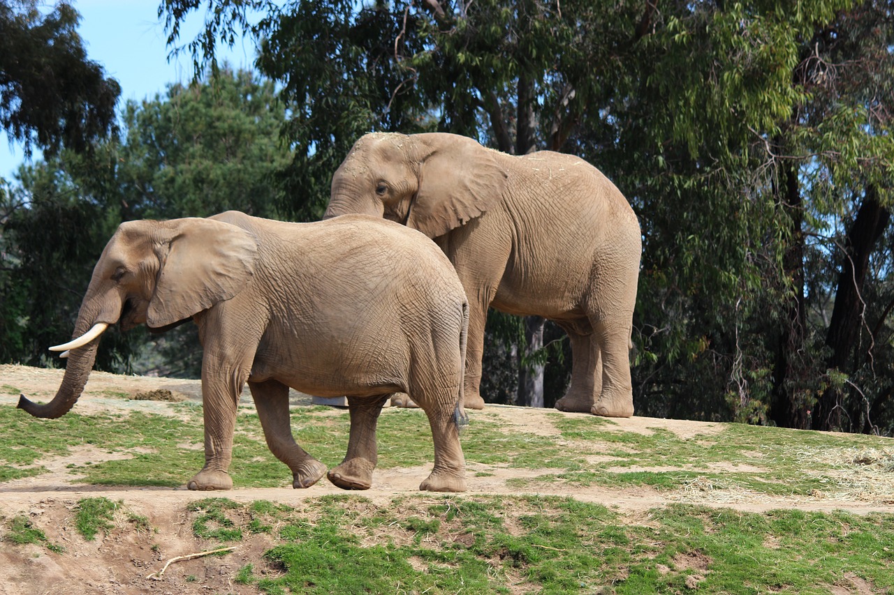 elephant animal wild free photo