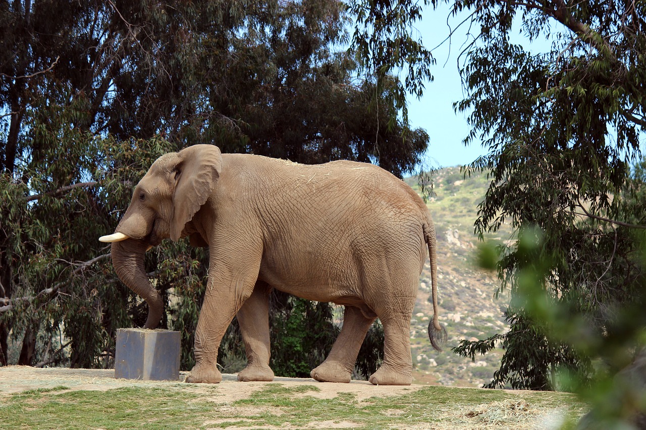 elephant animal wild free photo