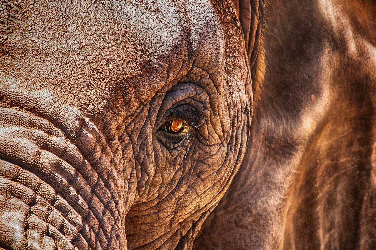elephant eye close free photo