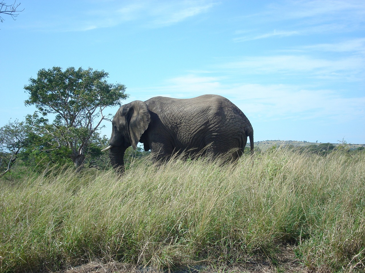 elephant south africa free photo