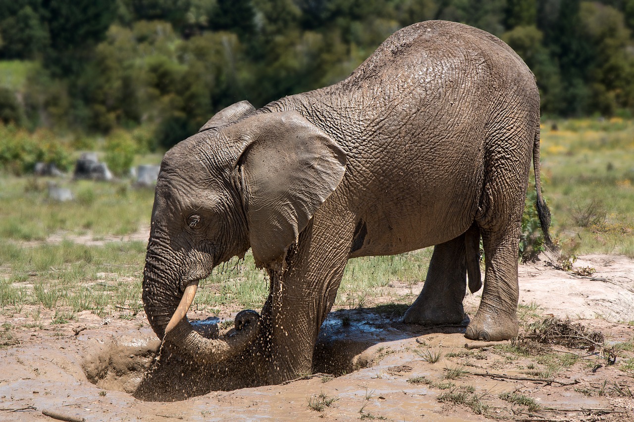 elephant africa mud bath free photo