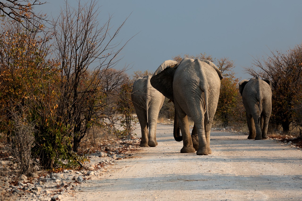 elephant botswana wilderness free photo