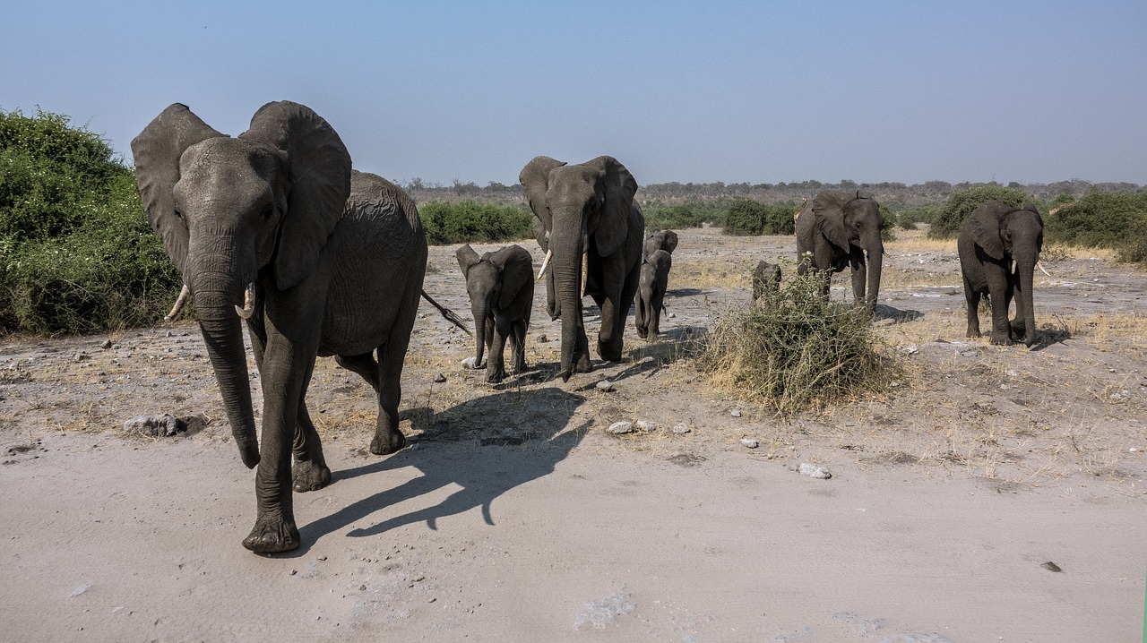 elephant safari africa free photo