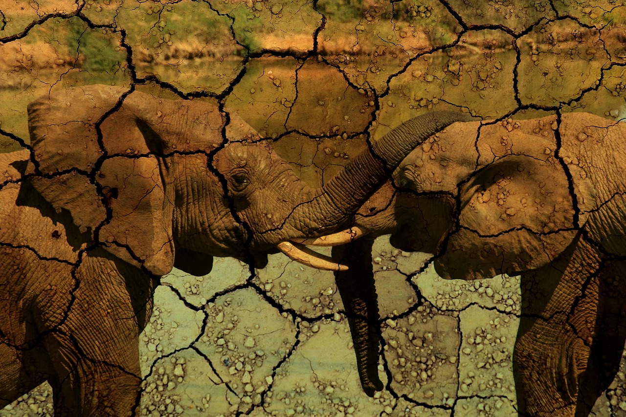 elephant drought animals free photo