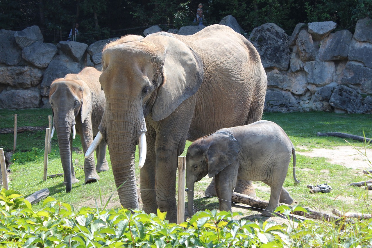 elephant zoo african free photo