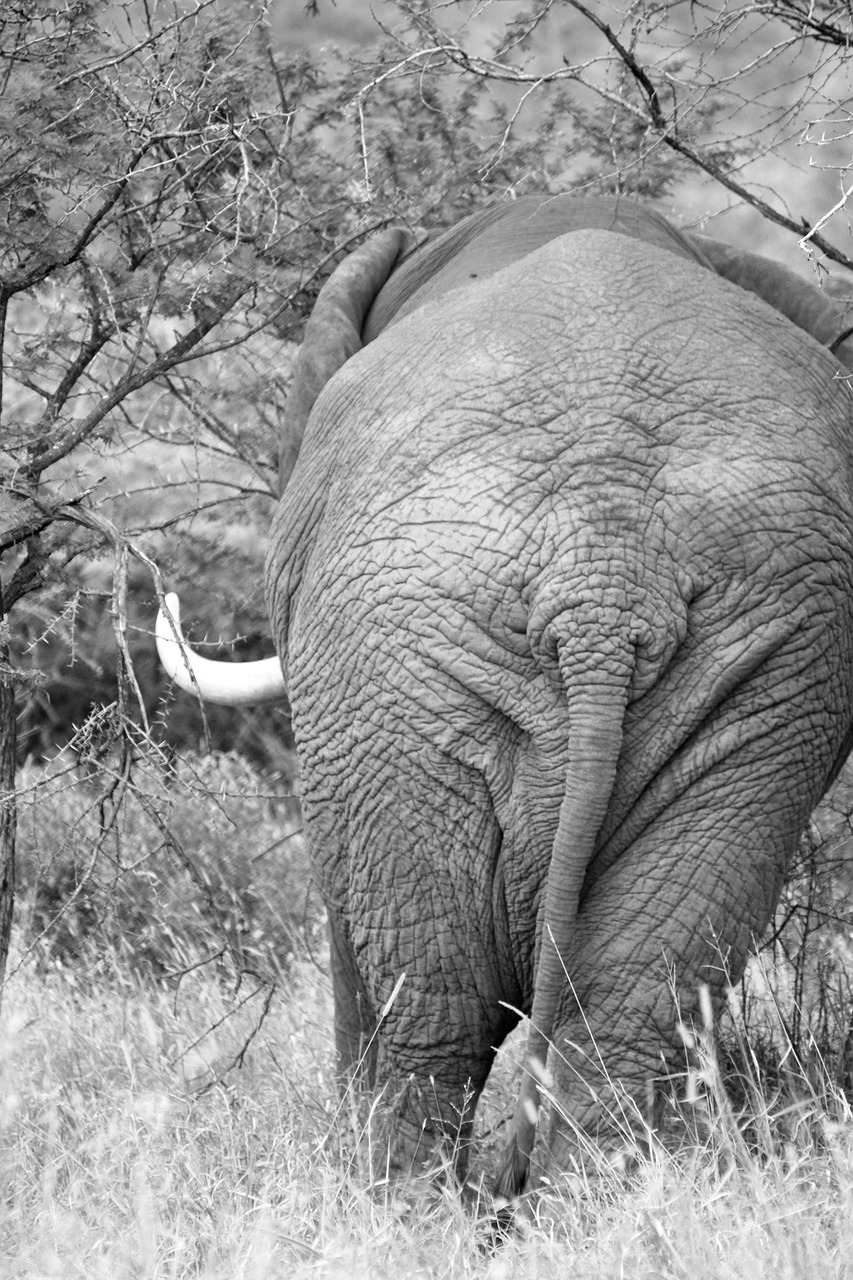 Elephant,africa,south africa,pachyderm,rear - free image from needpix.com