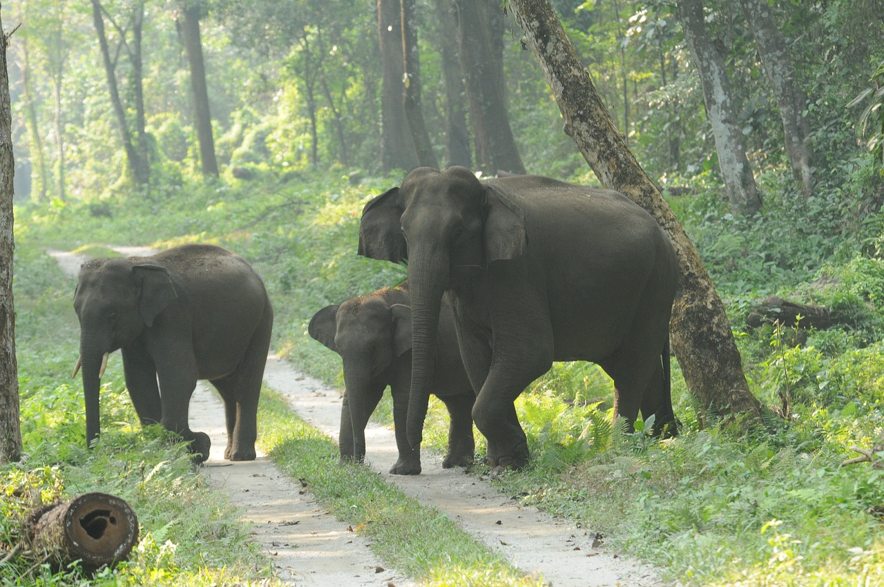 elephant wild forest free photo