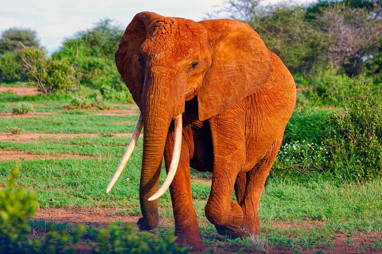 elephant africa animal free photo