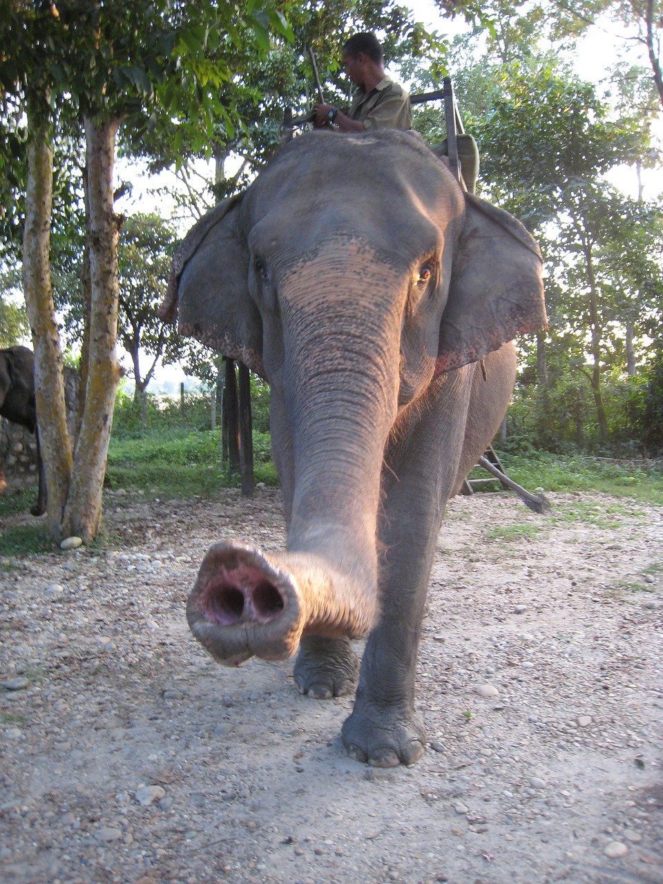 elephant trunk asia free photo