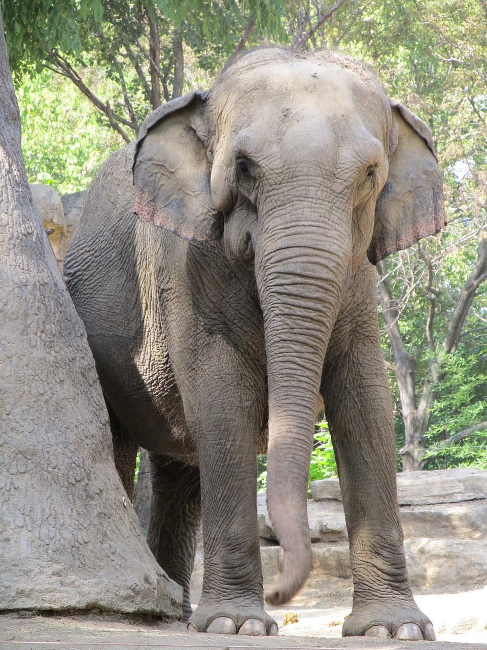 elephant wildlife nature free photo