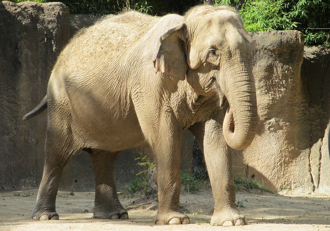 elephant wildlife nature free photo