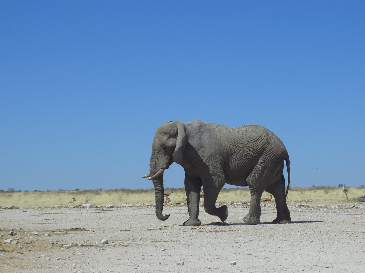 elephant nature namibia free photo
