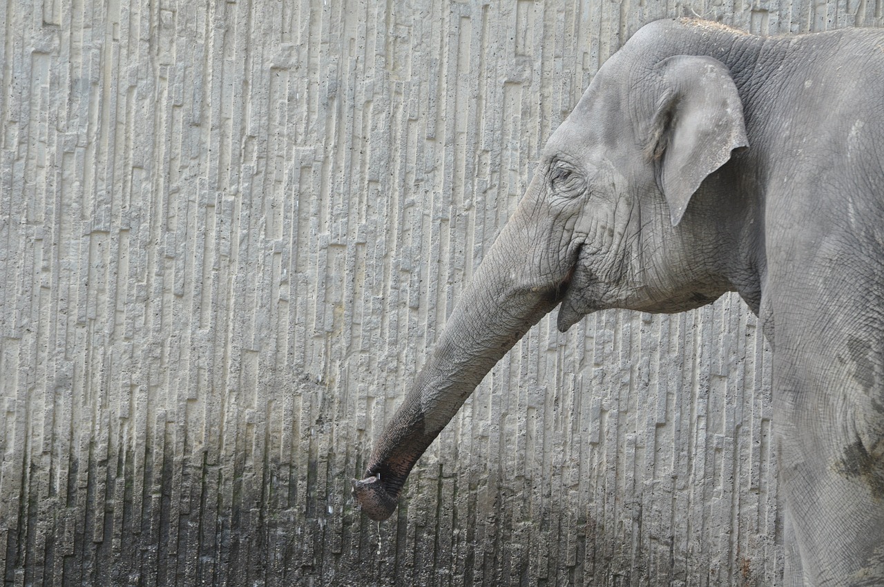 elephant zoo gray free photo