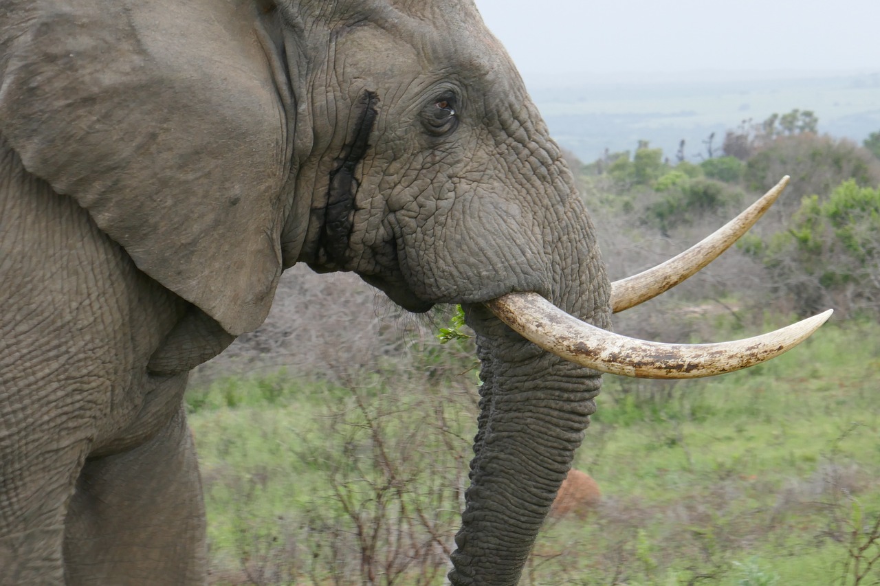 elephant kariega animals free photo