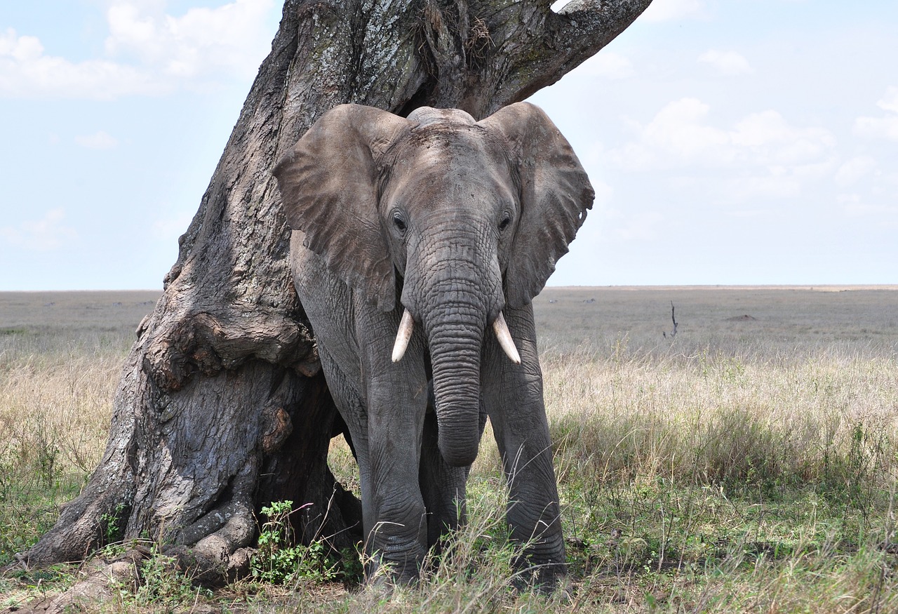 elephant serengeti africa free photo