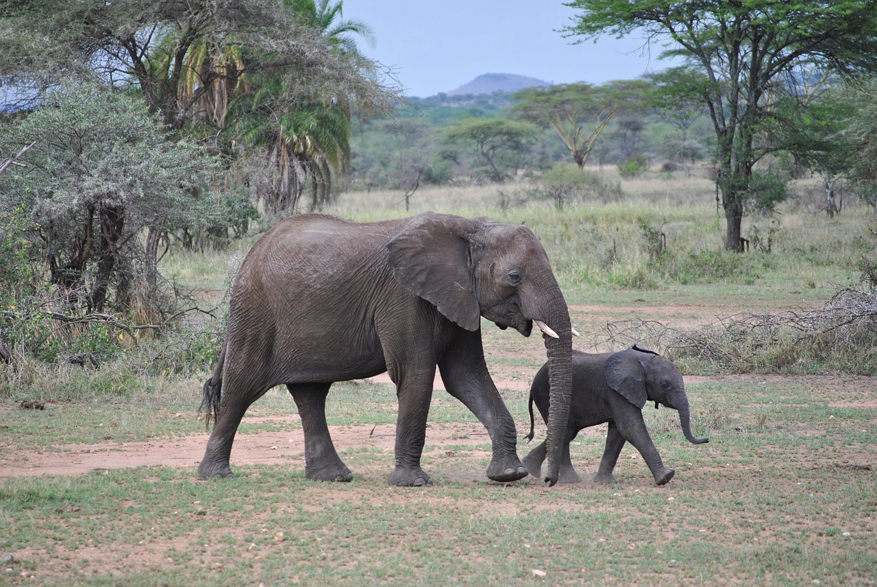 elephant baby tanzania free photo