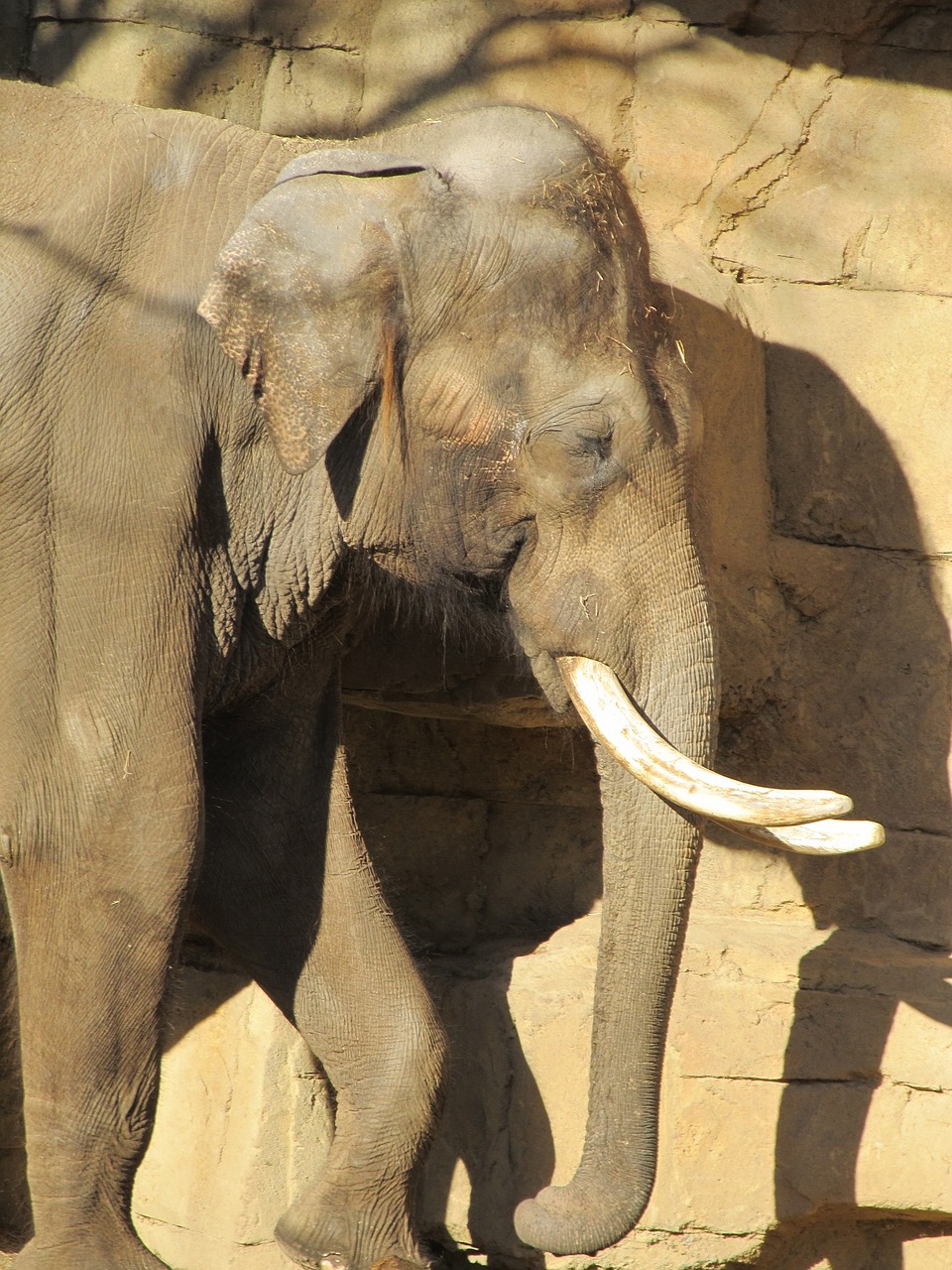 elephant male tusks free photo