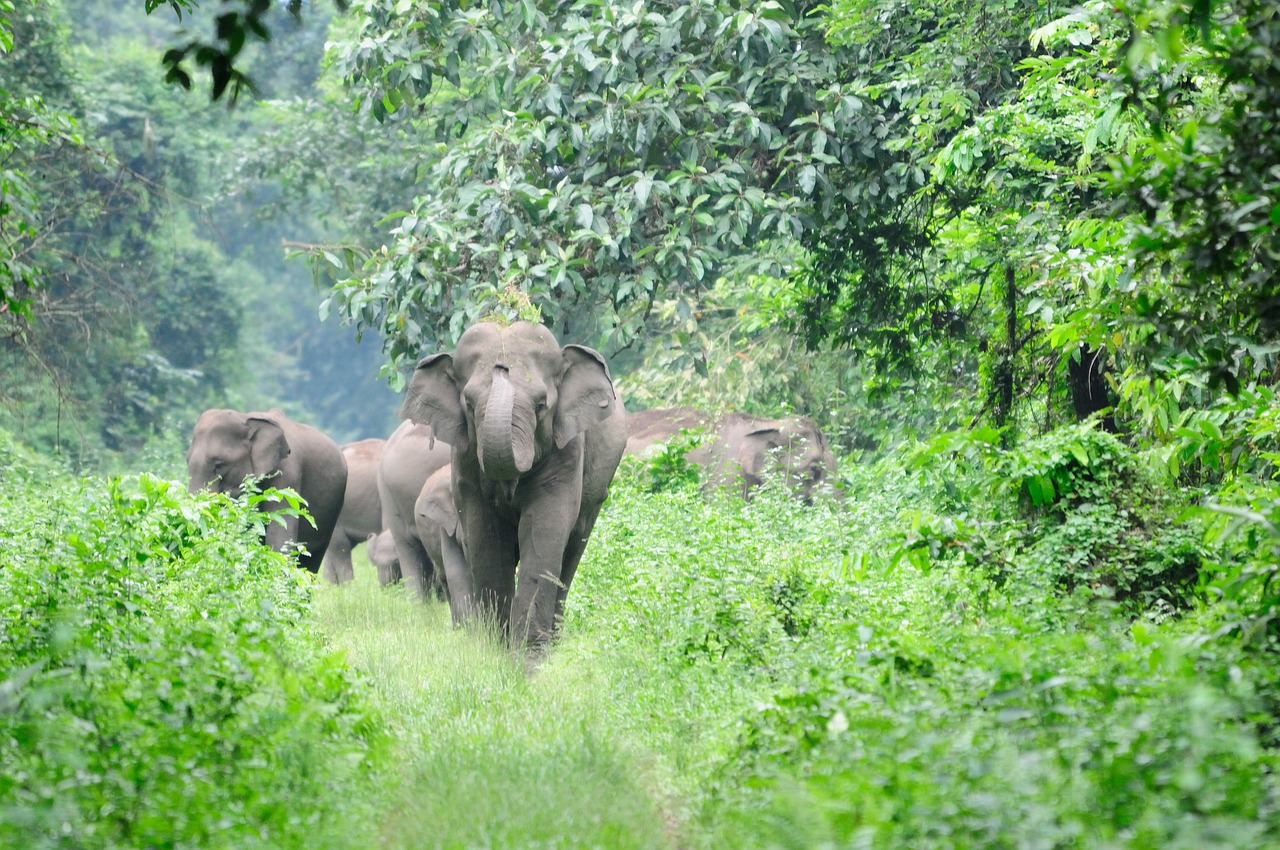 elephant wild nature free photo