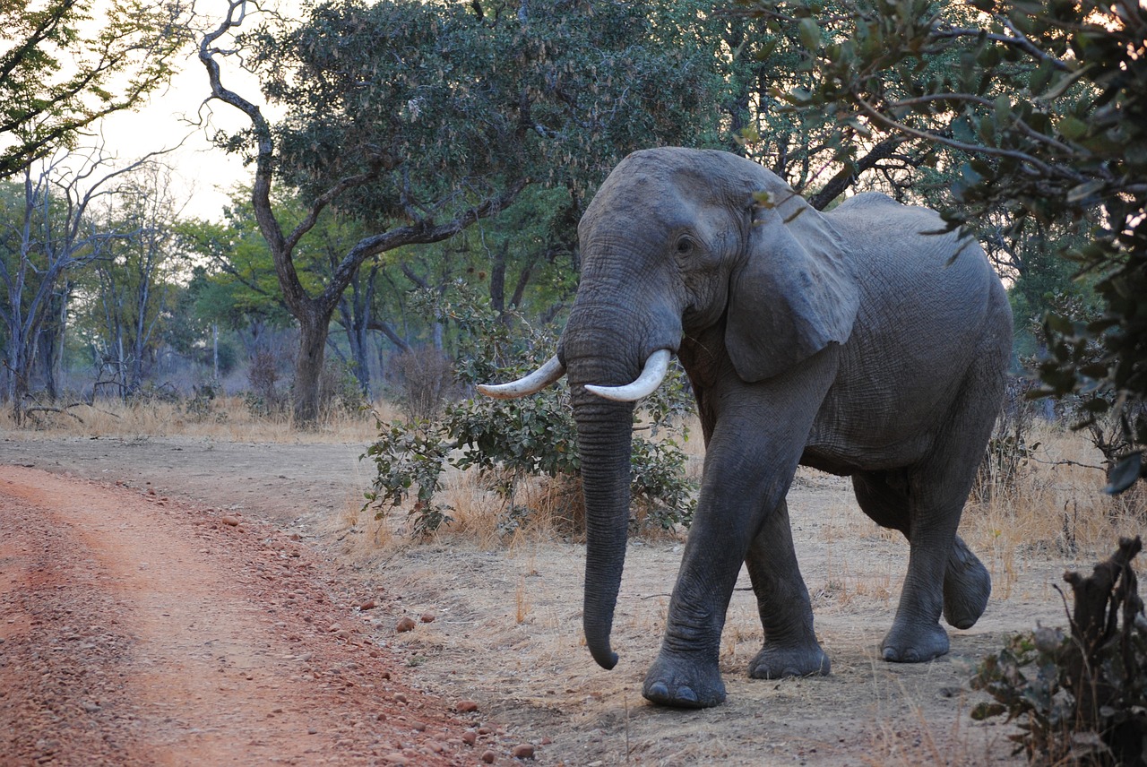 elephant zambia south luangwa free photo