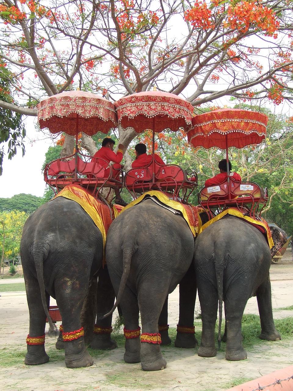 elephant thailand pachyderm free photo