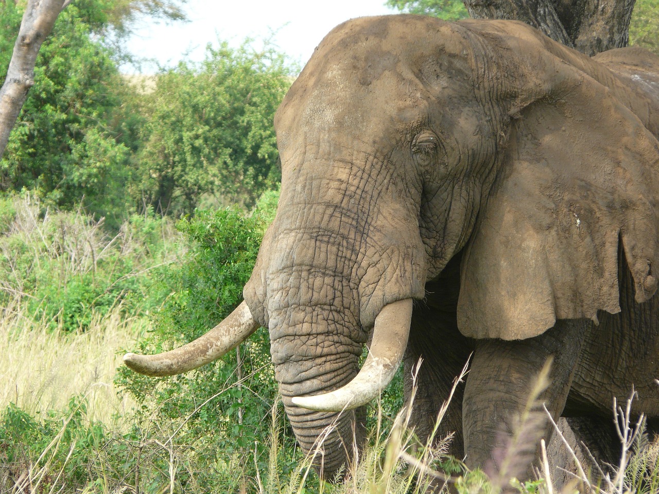 elephant african savanna free photo