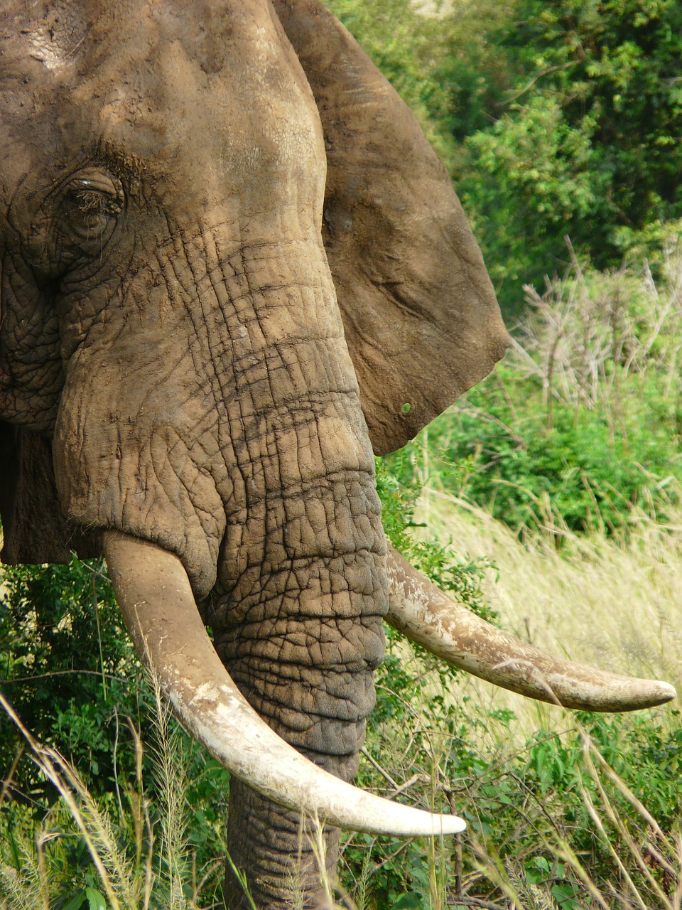 elephant tusks wildlife free photo