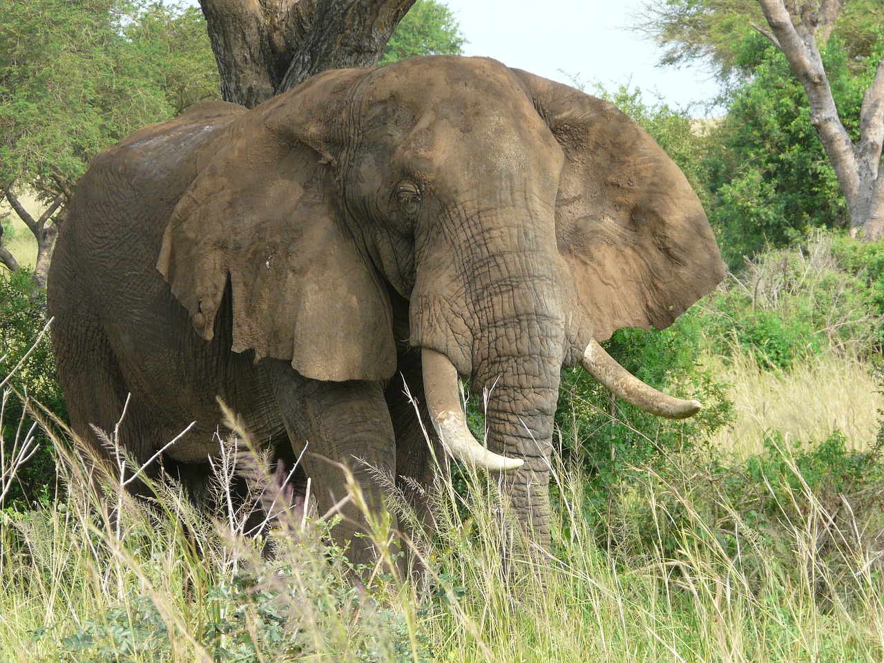 elephant uganda wildlife free photo