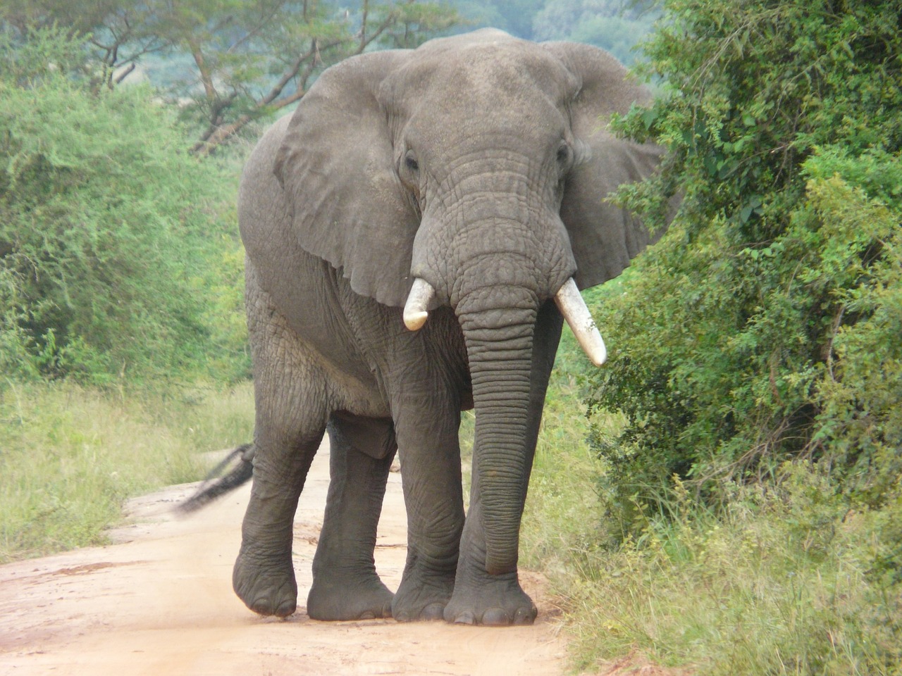 elephant africa conservation free photo