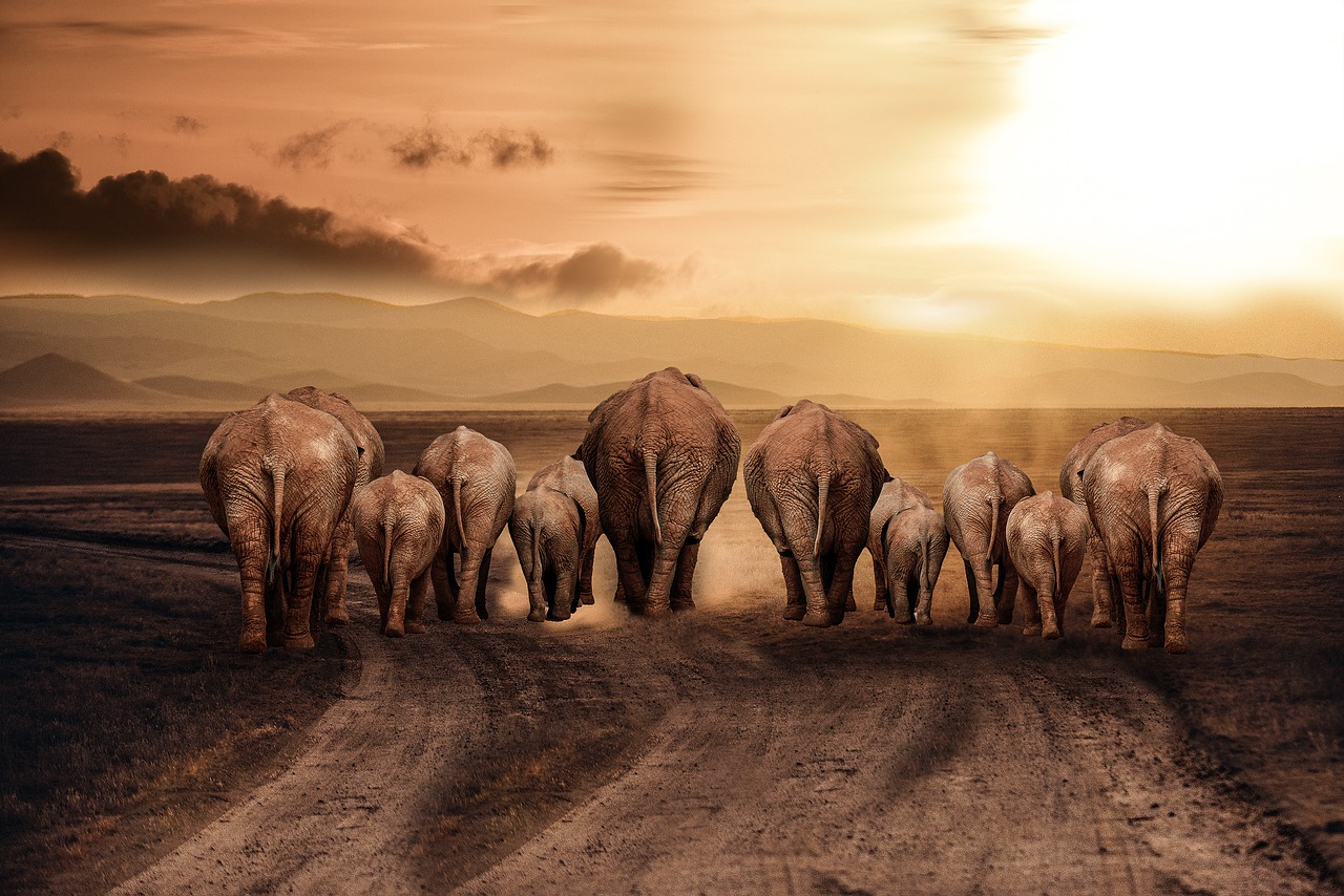elephant dust road free photo
