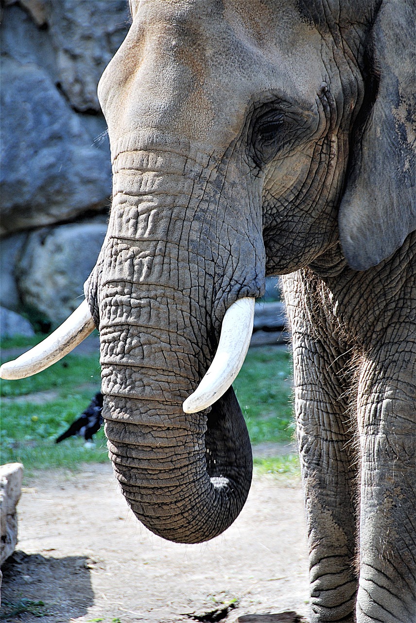 elephant proboscis tusks free photo