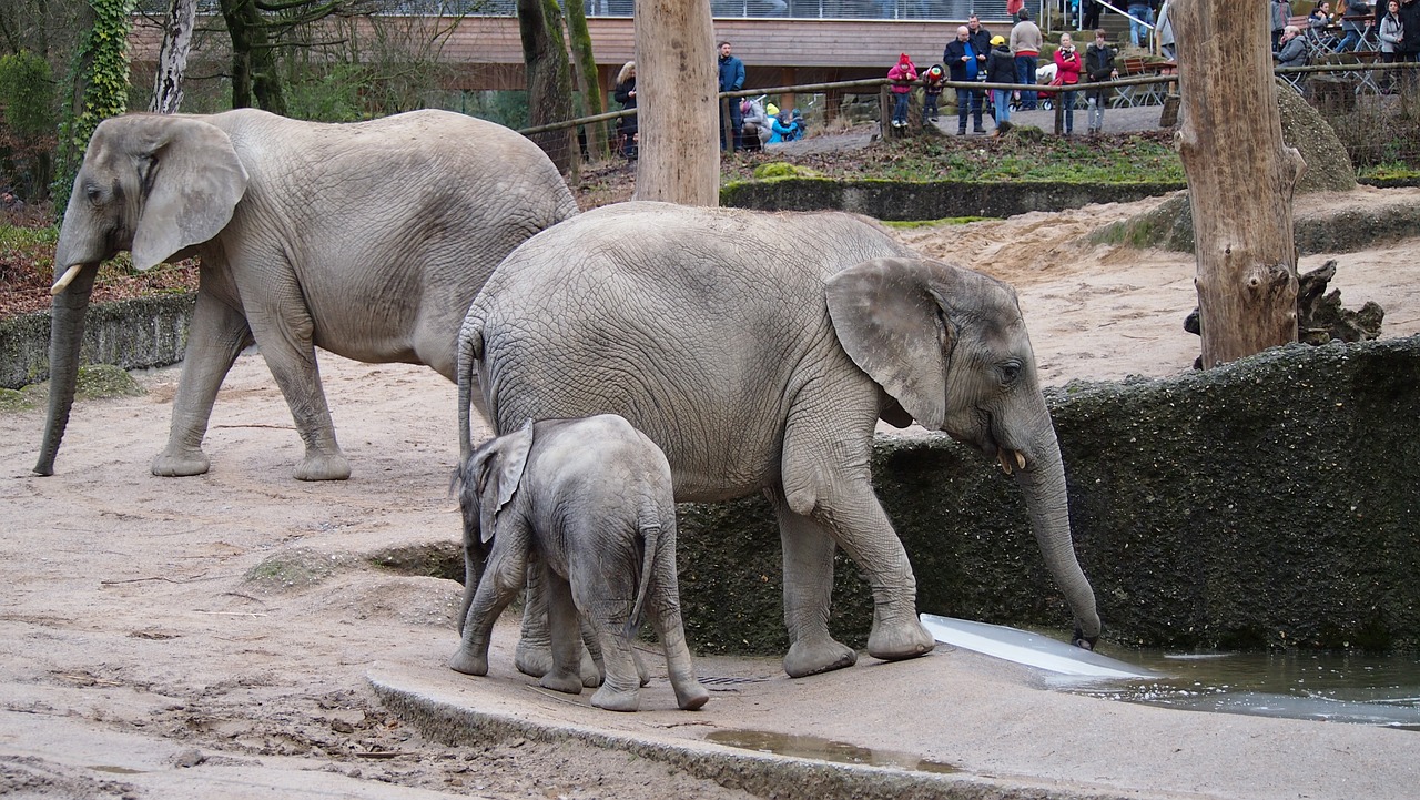 elephant zoo wuppertal free photo