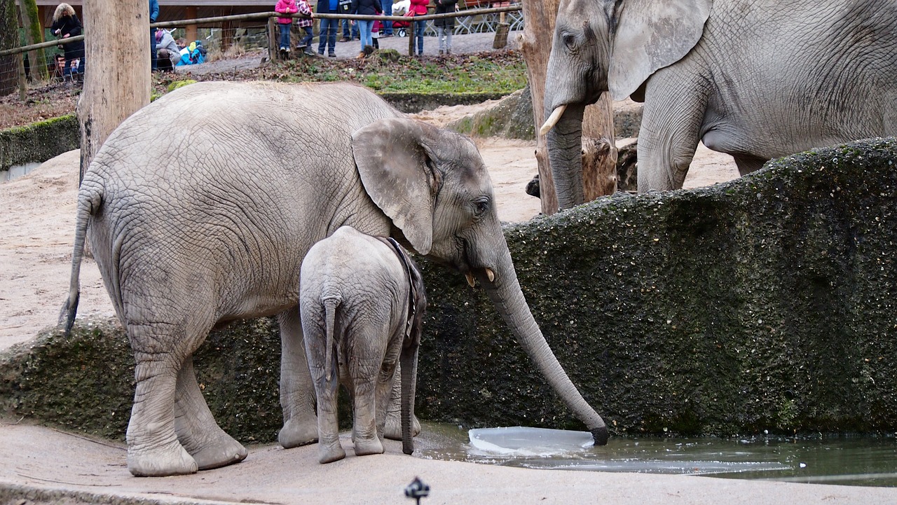 elephant zoo wuppertal free photo