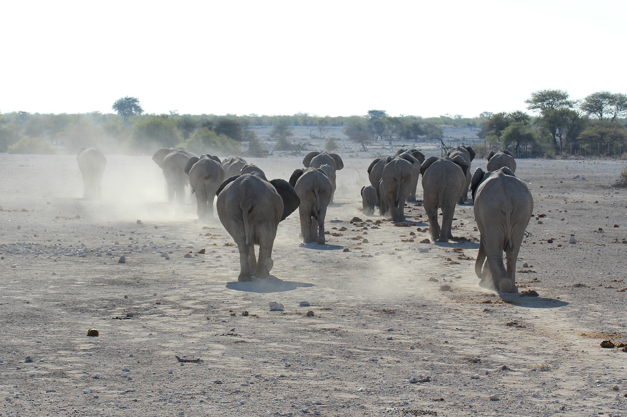 elephant namibia etosha national park free photo