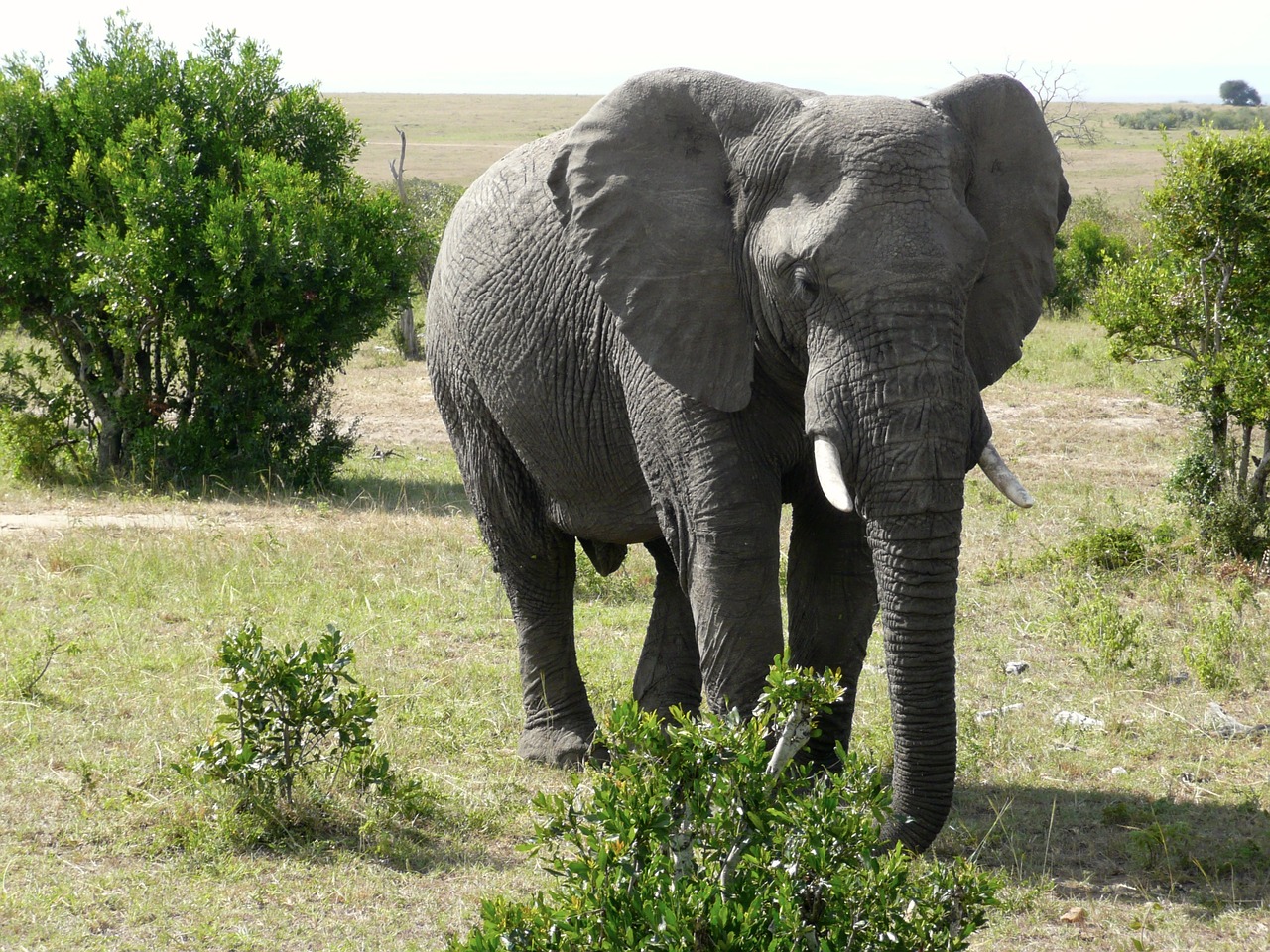 elephant masai mara free photo