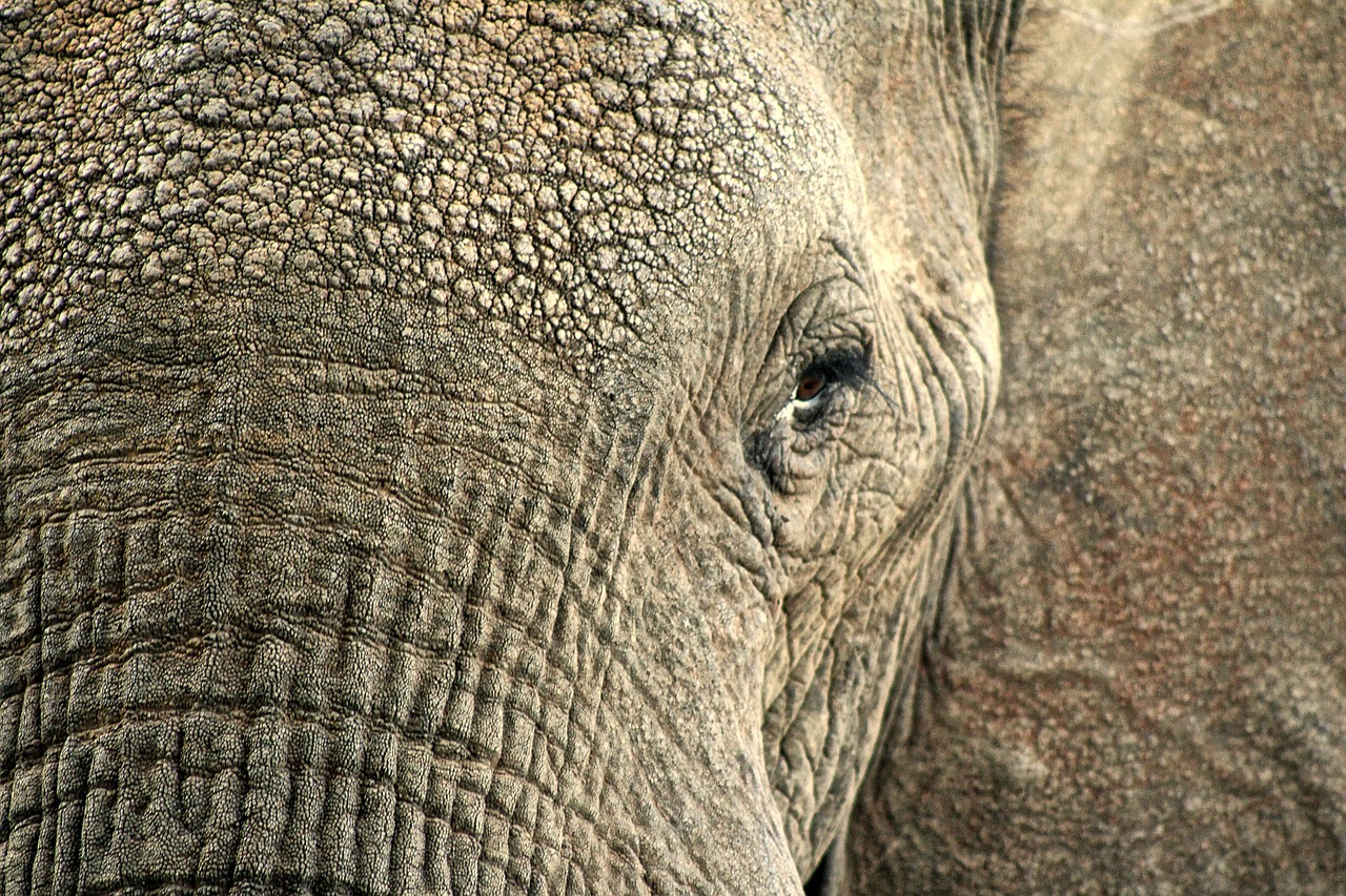 elephant animal hide free photo