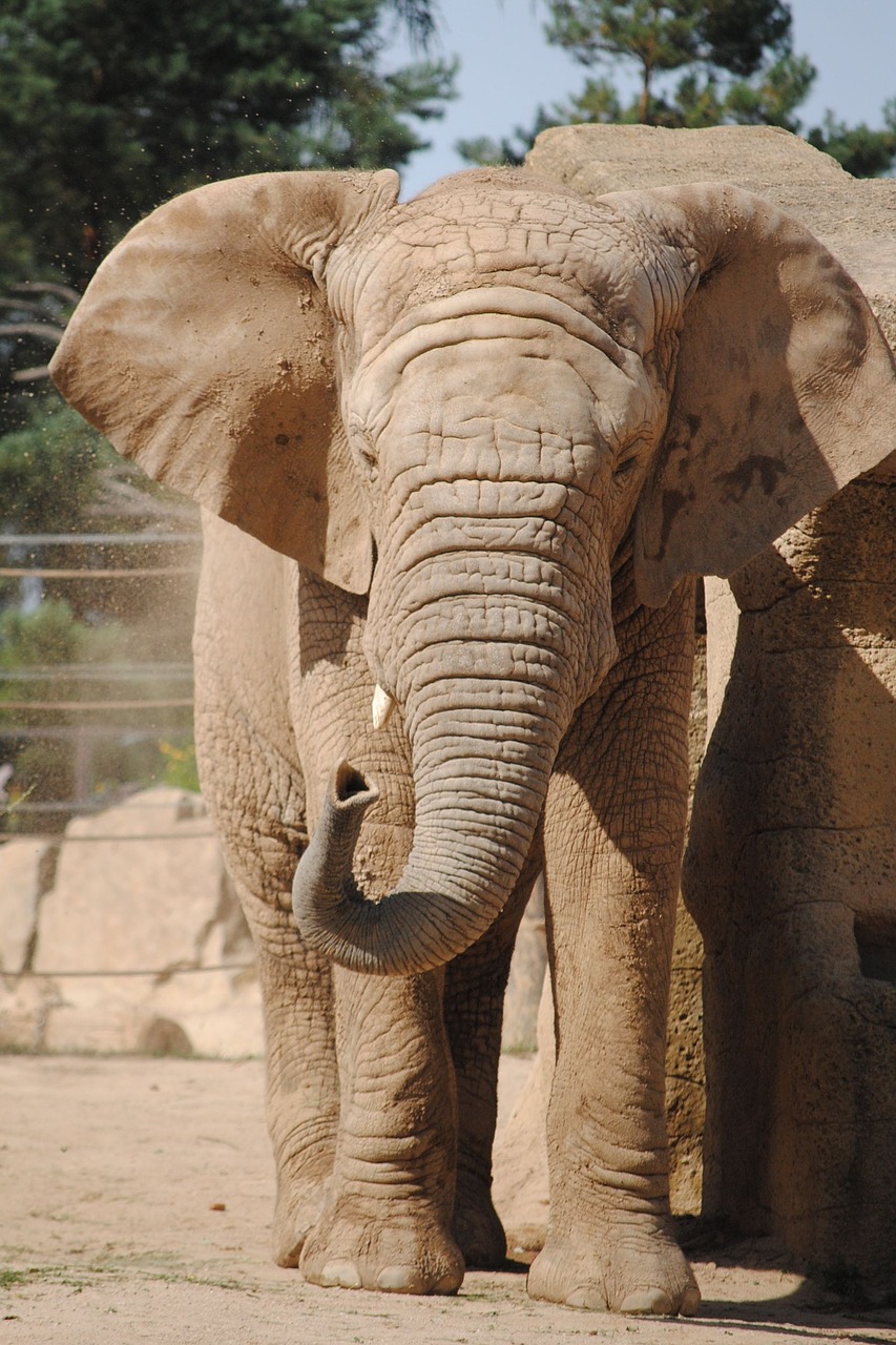 elephant zoo dust free photo