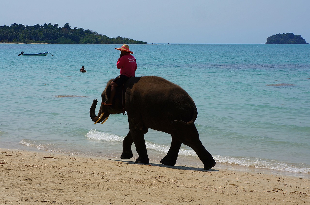 elephant sea ​​shore bathing beach free photo