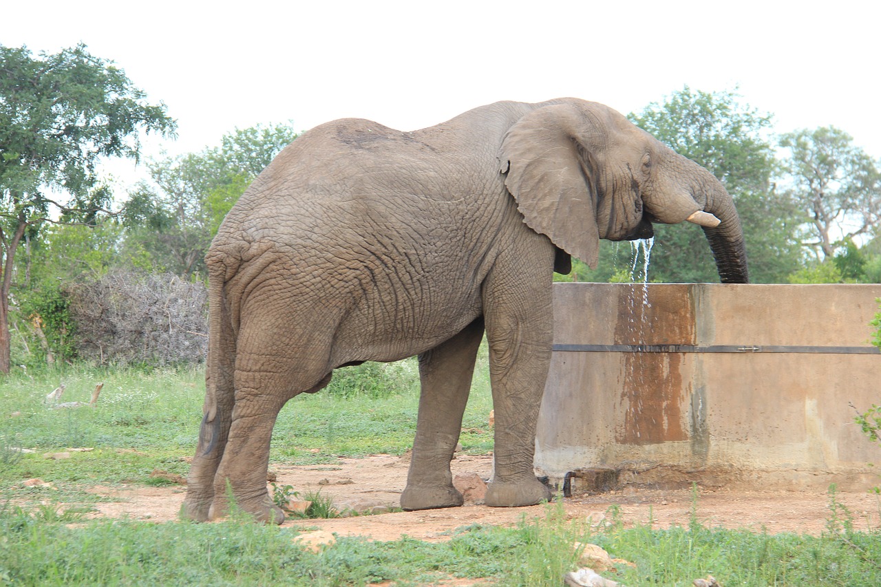 elephant at the drink free photo