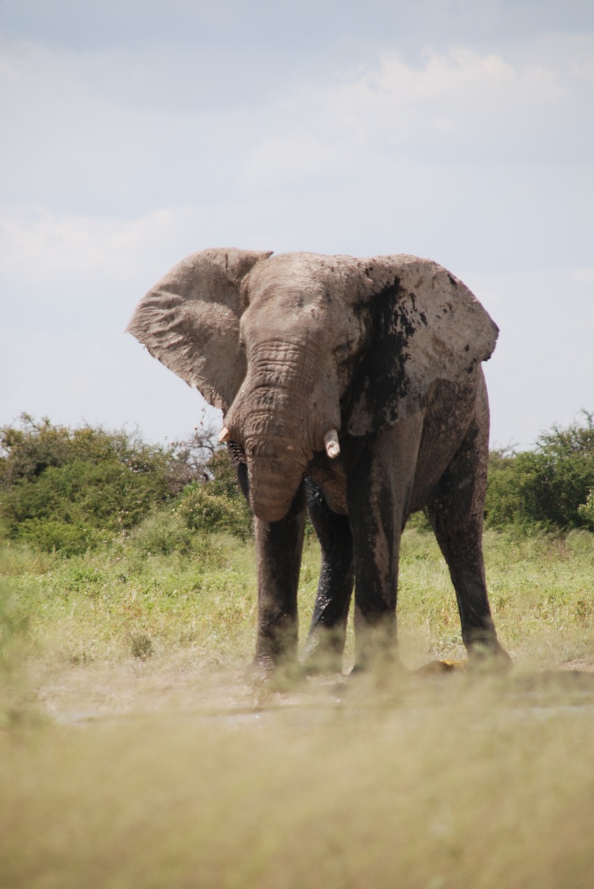 elephant etosha pan namibia free photo
