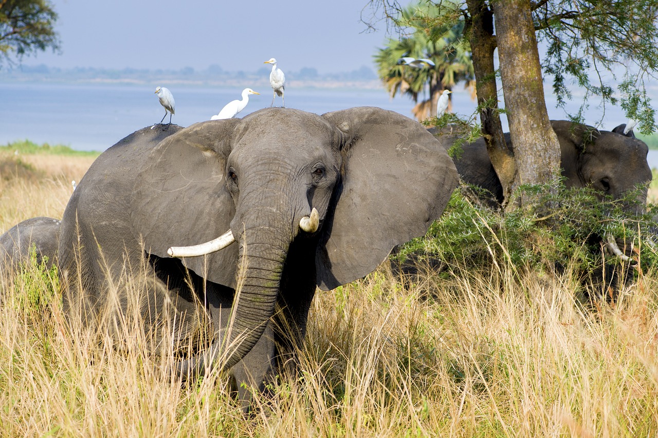 elephant murchison national park uganda free photo