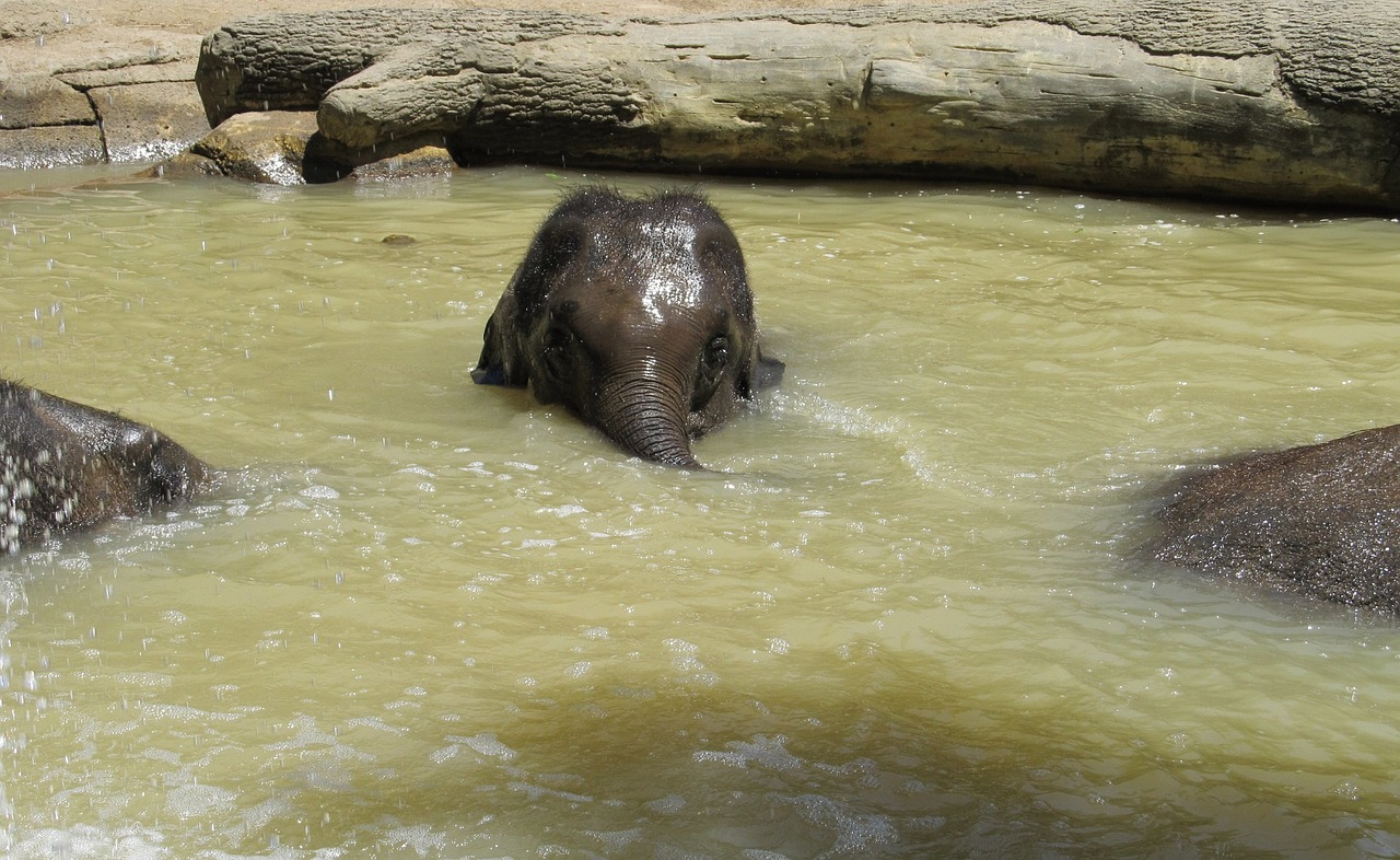 elephant baby young free photo