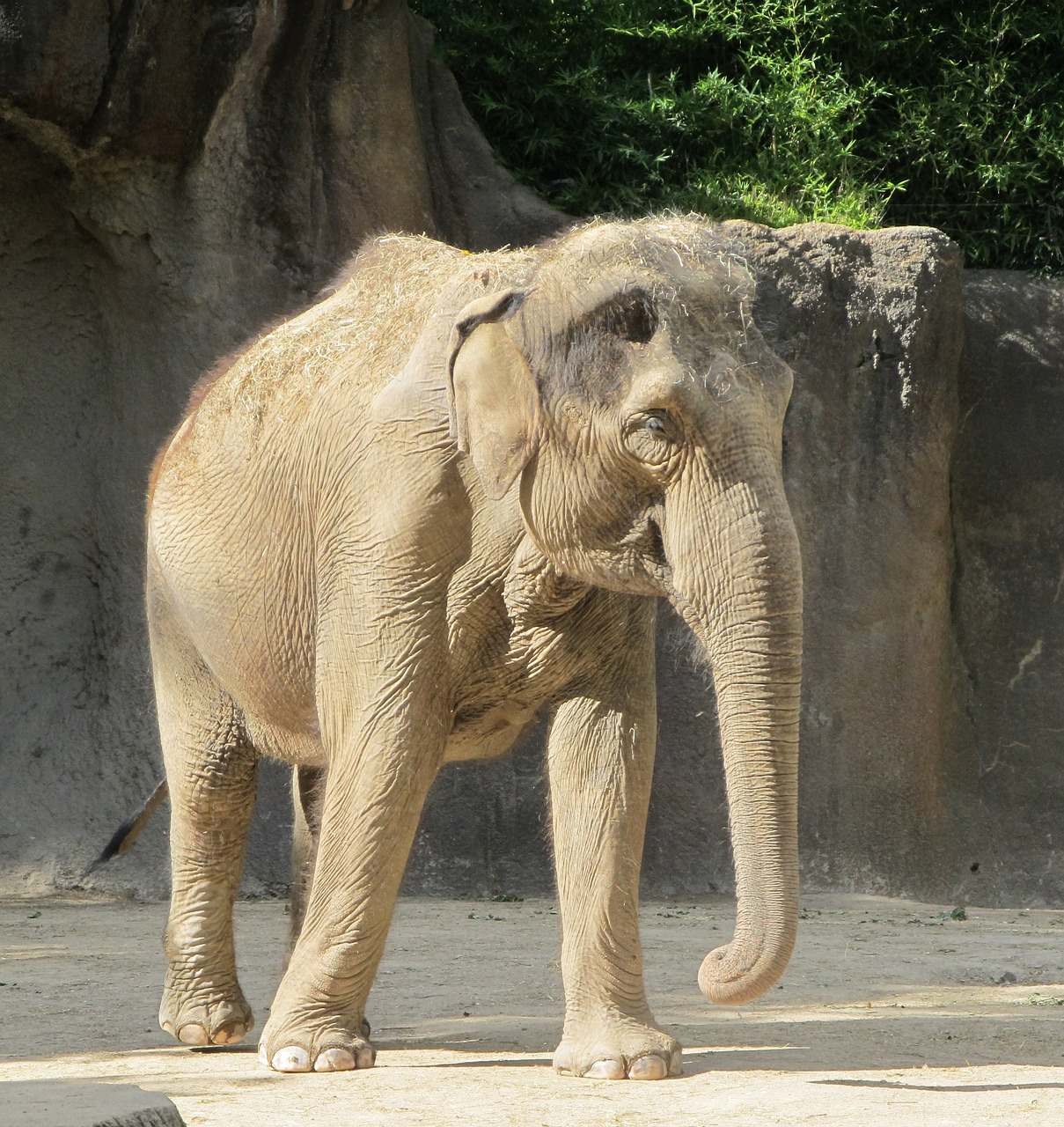elephant zoo standing free photo