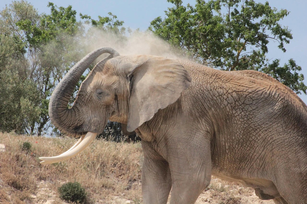 elephant africa animal free photo