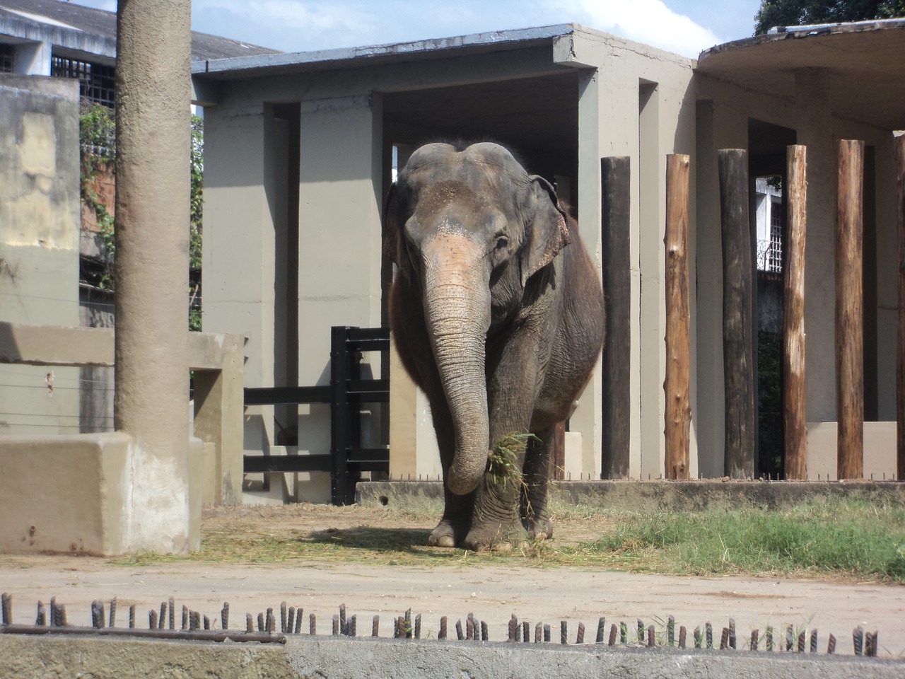 elephant zoo giant free photo