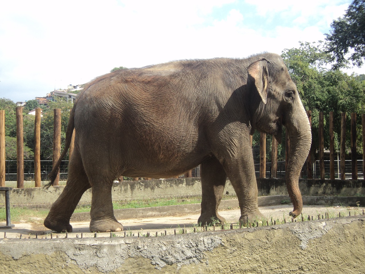 elephant nature zoo free photo