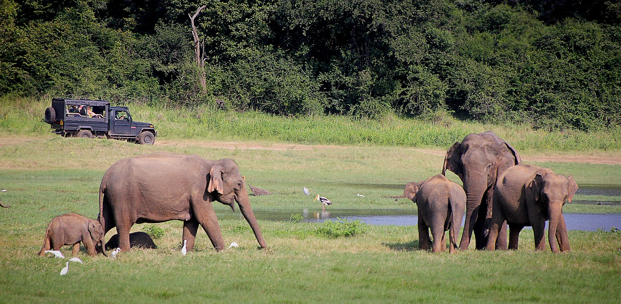 elephant safari indian elephant free photo